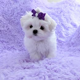 Fozzie - White male Maltese puppy in Eureka, California from Bratpack Babydolls