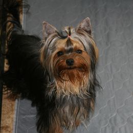 Aysa - Yorkshire Terrier