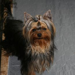 Aysa - Yorkshire Terrier
