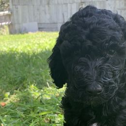 Black Beauty - Black Poodle puppy in Redding, California from Canyon Creek Kennels