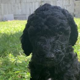Black Beauty - Black Poodle puppy in Redding, California from Canyon Creek Kennels