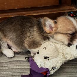 Grumpy - Red male Pembroke Welsh Corgi puppy in Barstow, California from Caldwell’s Corgis of Southern California