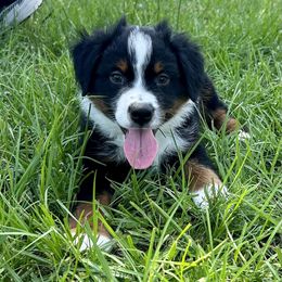 Miniature American Shepherd Puppies from Knockout Aussies