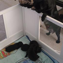Pug Puppies from Double Dutch Pug Co.