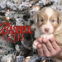 Bashful - Red merle male Australian Shepherd puppy in Keytesville, Missouri from Dogwood Lane Canine