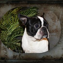Froggie - Boston Terrier