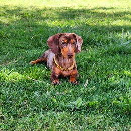 Oscar - Dachshund