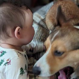 Pembroke Welsh Corgis from Corgi Noodles Garden