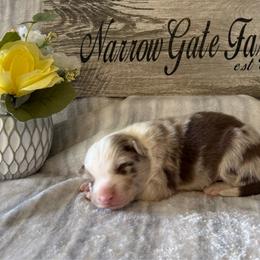 Axel - White and red merle male Border Collie puppy in Moody, Texas from Narrow Gate Farm