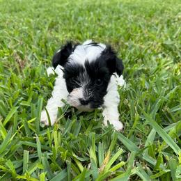 Peanut - Parti male Yorkipoo puppy in Crosby, Texas from Painted Rose Poodles and Doodles