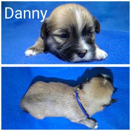 Danny - Red gold male Lhasa Apso puppy in Cincinnati, Ohio from Shangri-La Lhasa Apsos