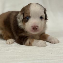 Judge - Red merle male Miniature Australian Shepherd puppy in Natural Dam, Arkansas from Natural State Aussies
