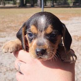 Boy 4 - Black tan and bluetick male Beagle puppy in Bell, Florida from Pridgeon Kennels