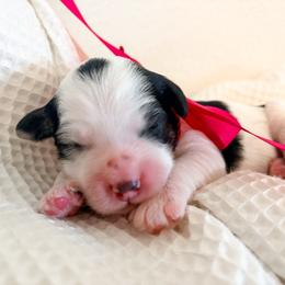 Bitsy - Black and white female Cockapoo puppy in Seymour, Missouri from Cherokee Creek Labradors and Doodles