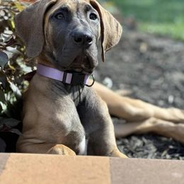 Great Dane All Grown Up from High Point Mountain Danes