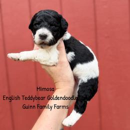 Mimosa English Teddybear - Parti female Goldendoodle puppy in Grove, Oklahoma from Guinn Family Farms