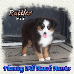Rattler - Black tri male Toy Australian Shepherd puppy in Forestburg, Texas from Flaming Dill Ranch Aussies