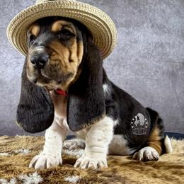 Cutie Pie - Black white and brown female Basset Hound puppy in Dingess, West Virginia from Tuckers' Howling Hounds