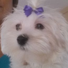 Maltese from Jolene's Maltese