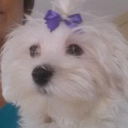 Maltese from Jolene's Maltese
