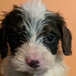 Dachshunds and Pugs from Kentucky Rug Noodles