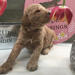 Goldendoodles from Wonderfuldoodles.com