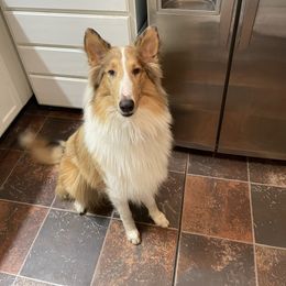 Jack - Collie
