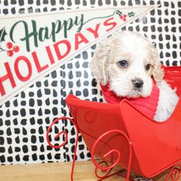 Rusty - Buff and white male Cocker Spaniel puppy in Rattan, Oklahoma from Double M Cocker Spaniels