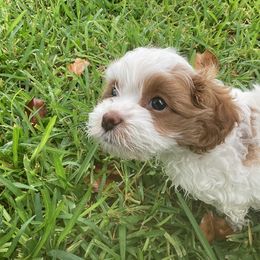 Cavapoo and Shihpoo Puppies from Haus of Doodles