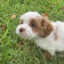 Cavapoo and Shihpoo Puppies from Haus of Doodles