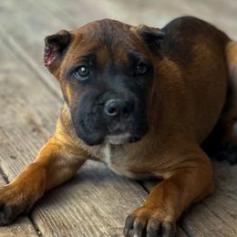Girl 1 - Fawn female Cane Corso puppy in Sandia, Texas from OneTime Cane Corso
