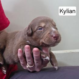 Kalian FIFA - Red tri-color male Australian Shepherd puppy in Solon, Maine from Mountain Range Australian Shepherds