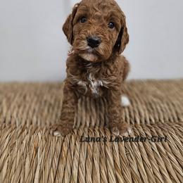 Lavender Girl - Red female Labradoodle puppy in Payson, Utah from Utah County Labradoodles