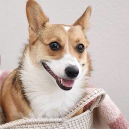 Pembroke Welsh Corgis from Susan Clark's Pembroke Welsh Corgis