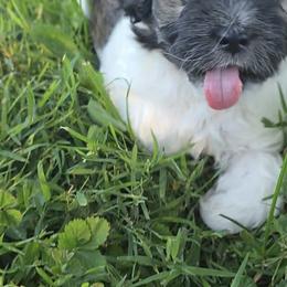 Havanese, Havapoo, and Poodle Puppies from Parlor Pups