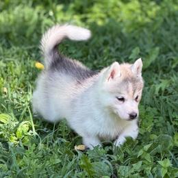 Athena - Gray and white female Siberian Husky puppy in Amery, Wisconsin from Sovereign Siberians