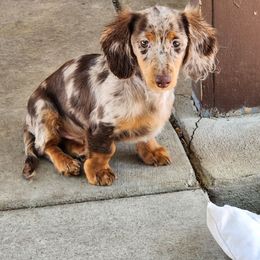 Chase - Dachshund