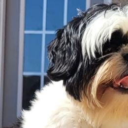 Orea - Shih Tzu