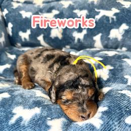 Fireworks - Merle female Bernedoodle puppy in Beecher, Illinois from Erica’s Doodles