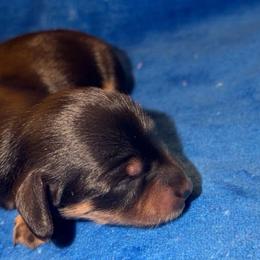 Dancer - Black and tan female Dachshund puppy in Albuquerque, New Mexico from Designer Dachshund Club