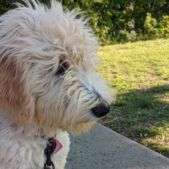 Boy 6 - Cream Goldendoodle puppy in Texas from Hoppi Sensory Doodles