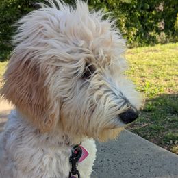 Boy 6 - Cream Goldendoodle puppy in Texas from Hoppi Sensory Doodles