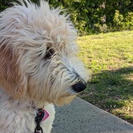 Boy 6 - Cream Goldendoodle puppy in Texas from Hoppi Sensory Doodles