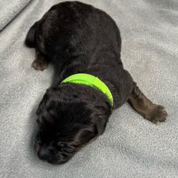 Boy3 -green collar - Black and tan male German Shepherd puppy in Sharon Grove, Kentucky from Julie’s Shepherds