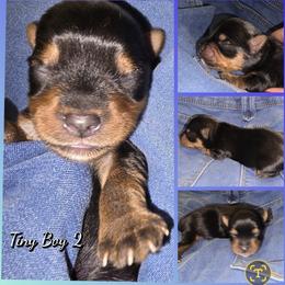 Boy 2 - Black and tan male Yorkshire Terrier puppy in Gatesville, Texas from Schultz Yorkies byGrace