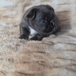 Batman - Blue male French Bulldog puppy in Alexander City, Alabama from Lake Martin Fancy Frenchies