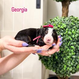 Georgia - Tri-color female Bernedoodle puppy in West Haven, Utah from Split Mountain Doodles