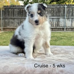 Cruise - White blue merle and tan male Shetland Sheepdog puppy in Abilene, Texas from Double Dare Shelties
