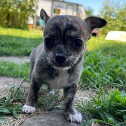Emmet - Fawn brindled black male Chihuahua puppy in Coweta, Oklahoma from Green Country Chihuahuas