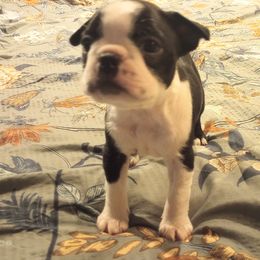 Boston Terrier Puppies from Lotus Life Puppies